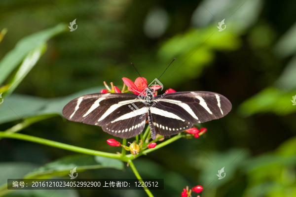 斑馬蝴蝶