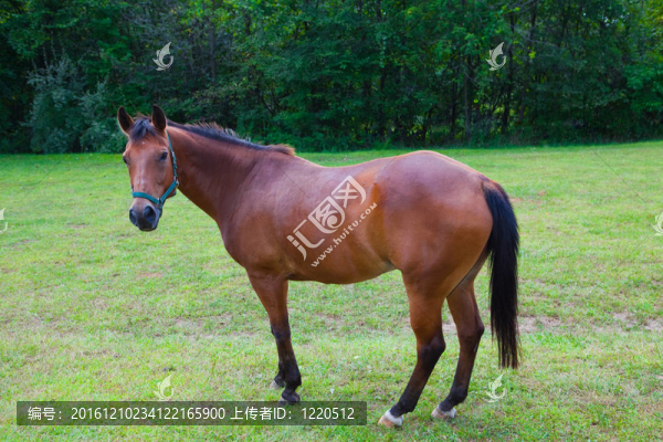 牧場棕馬