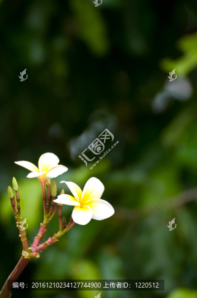 熱帶花卉frangipa分支