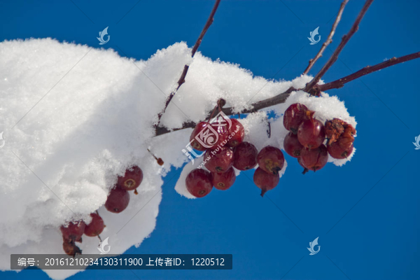 紅漿果與中島幸惠