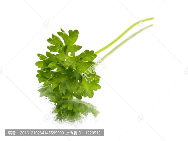 新鮮的香菜