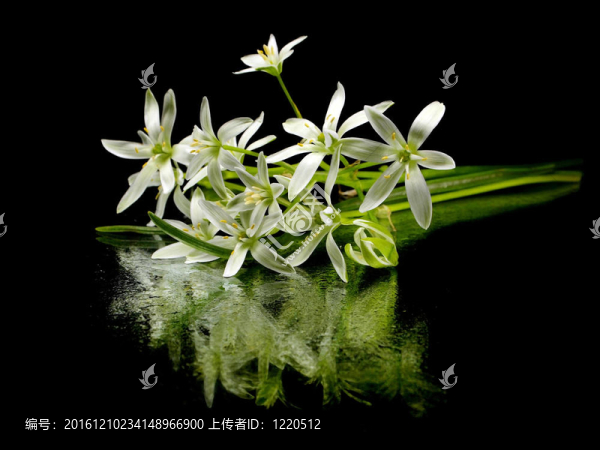 虎眼萬年青的花