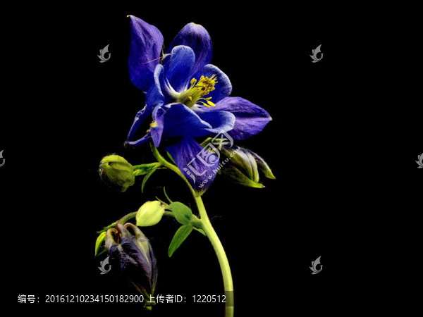科倫-耬斗菜的花藍(lán)