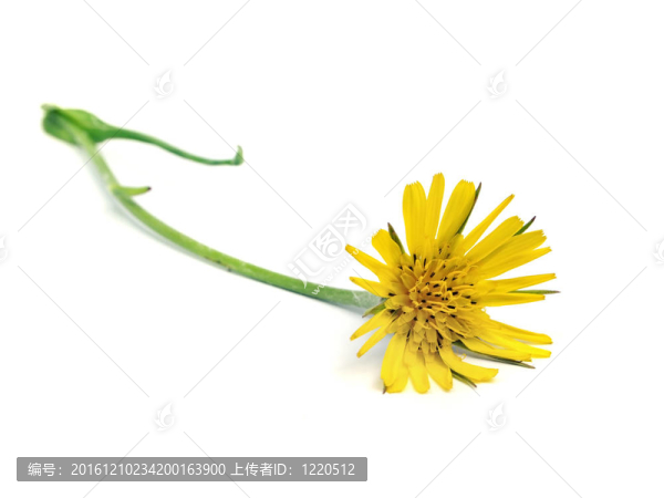 黃色的野花