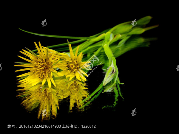 黃色的野花