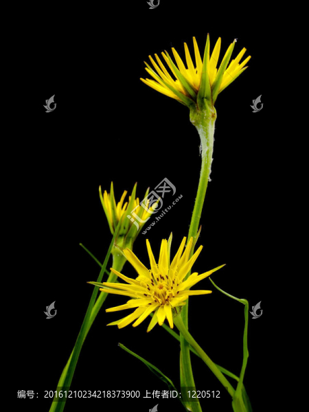黃色的野花