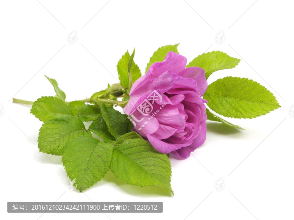 狗薔薇