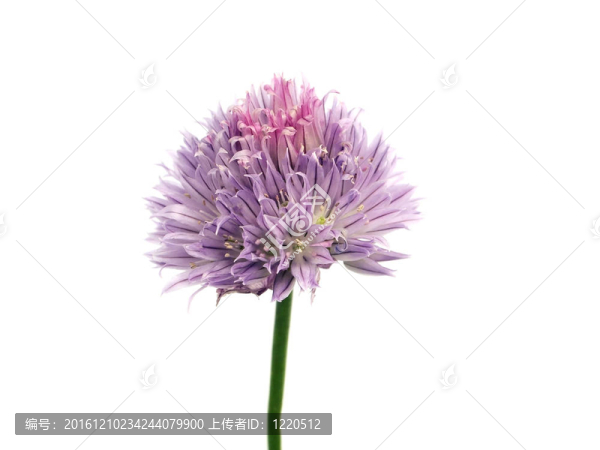 韭菜花