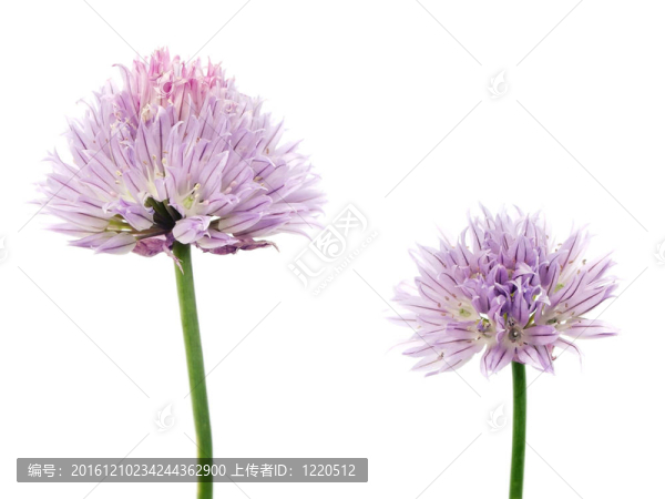 韭菜花