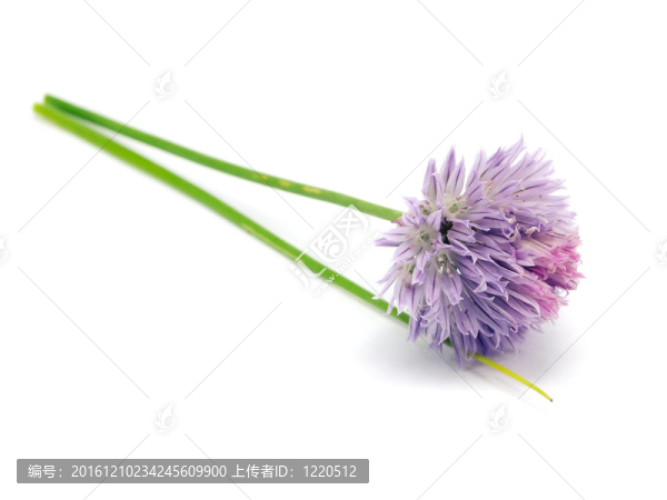 韭菜花