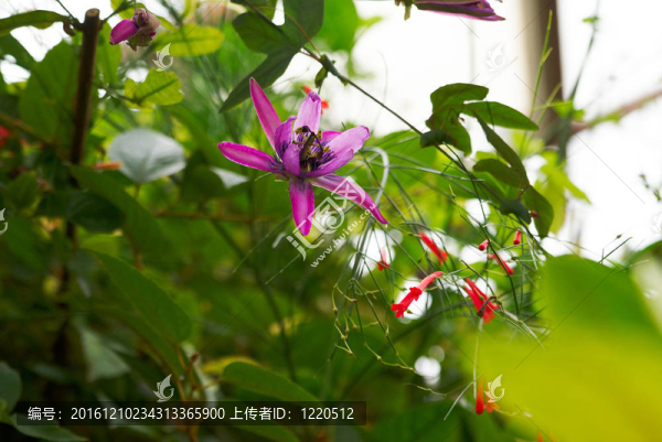 蘭花是綠葉上的嫩紫羅蘭