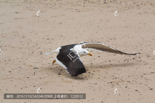海鷗登陸沙灘