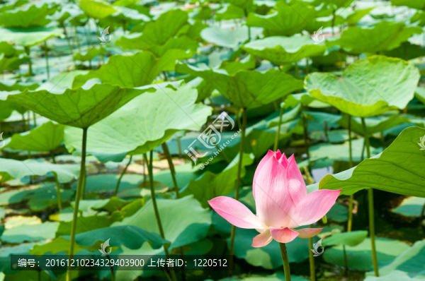 池塘荷葉