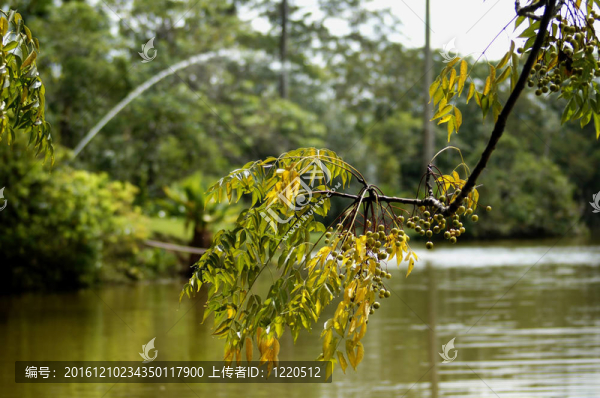 湖