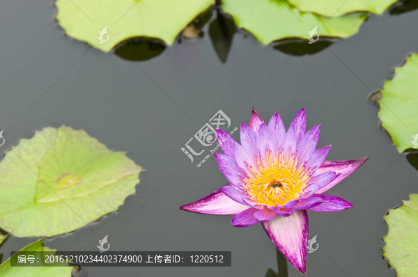 池塘荷葉