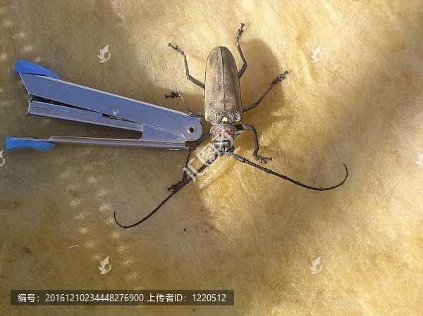海法大甲蟲Cicindela