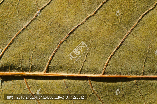 秋色葉紋理背景及細節(jié)。