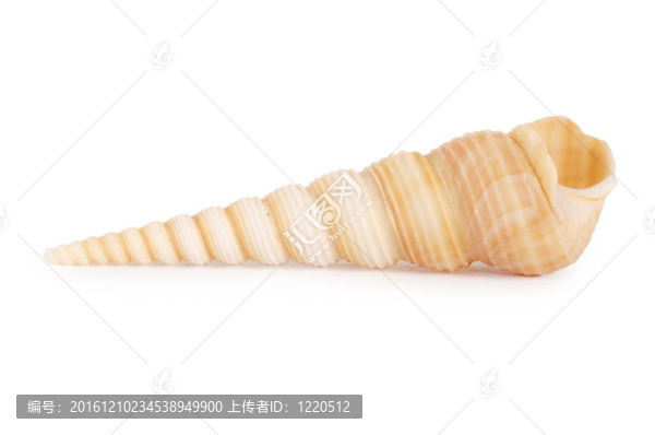 白殼殼