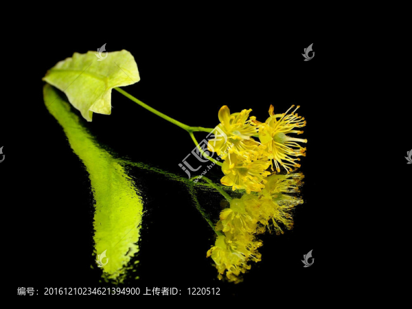 菩提樹花