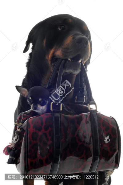 奇瓦瓦犬與小狗