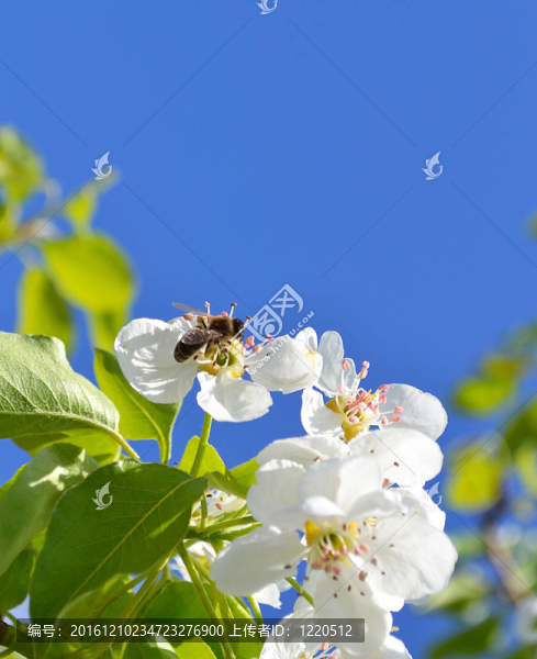 梨樹(shù)開(kāi)花的樹(shù)枝