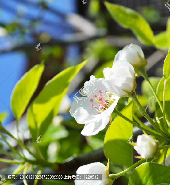 梨樹開花的樹枝