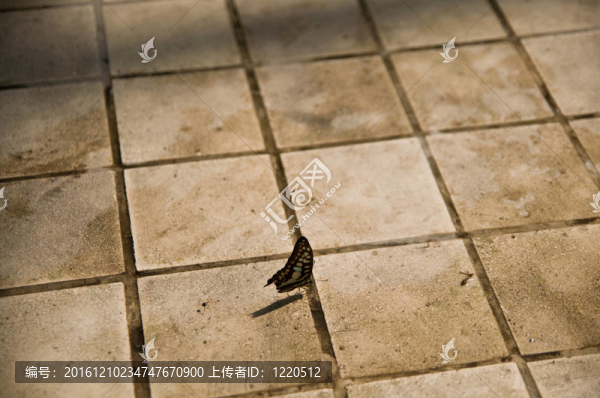 孤獨(dú)的蝴蝶
