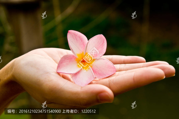 花在手