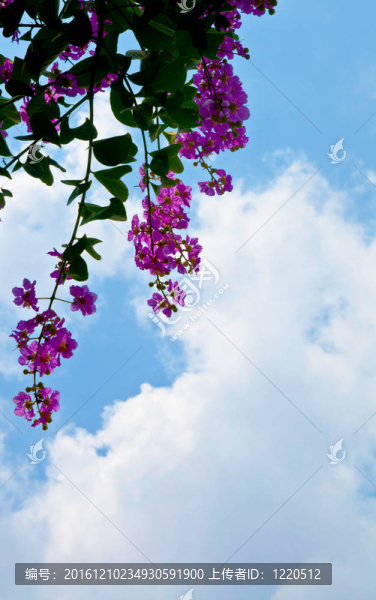 在背景天空的花朵