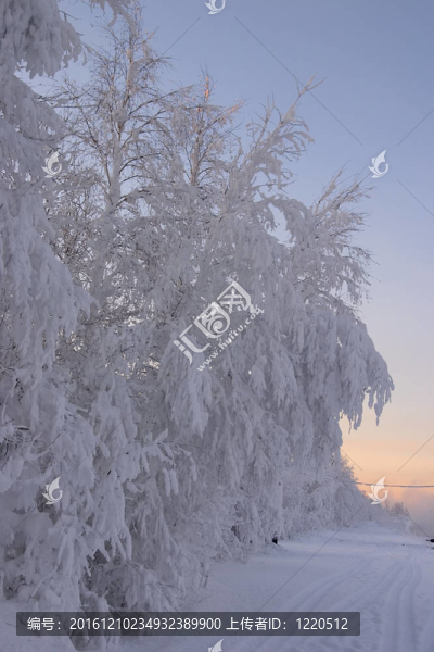 冬天的傍晚，樹(shù)木和道路被雪樹(shù)枝束縛著