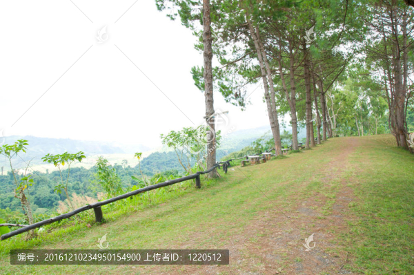 夏日燦爛的樹木和草坪