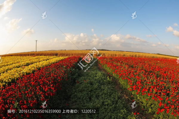 草甸黃；橙色和紅色的毛茛