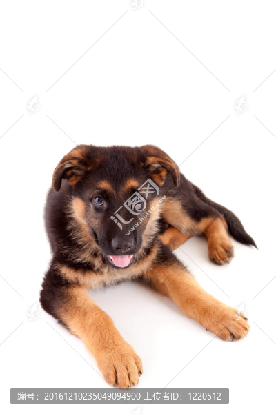 德國牧羊犬