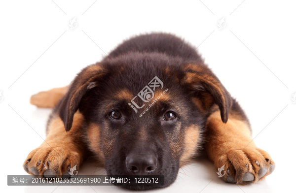德國(guó)牧羊犬