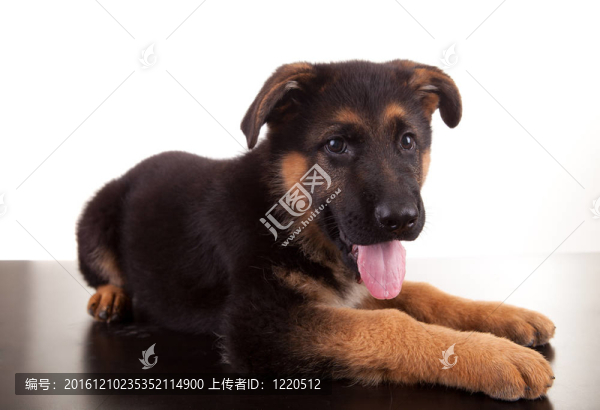 德國牧羊犬