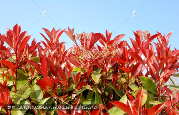 紅葉石楠
