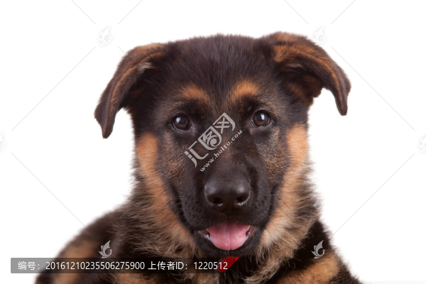 德國(guó)牧羊犬