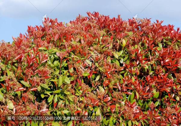 紅葉石楠