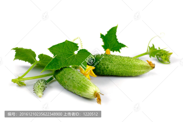 黃瓜葉-匯圖網(wǎng) www.fosd68.com 黃瓜葉