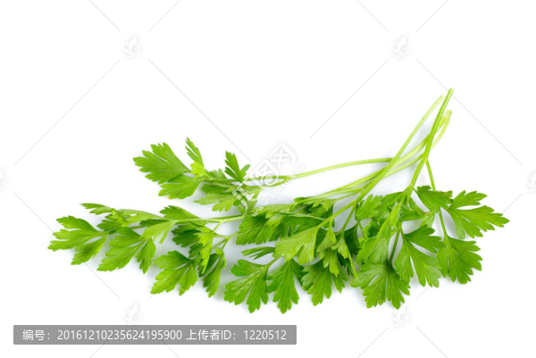 香菜分離