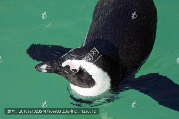 黑腳企鵝