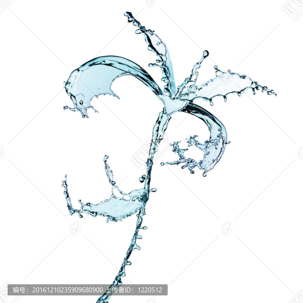 由水濺孤立在白色花