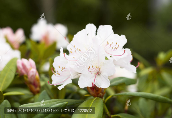 華盛頓州花-杜鵑盛開