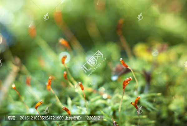 苔花