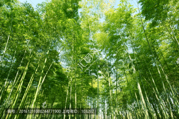 毛竹,竹林