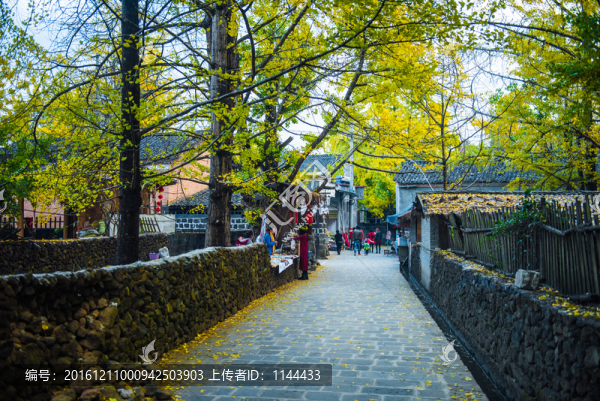 騰沖,銀杏