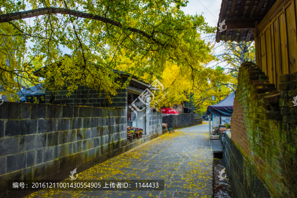 騰沖,銀杏