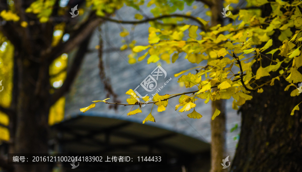 騰沖,銀杏