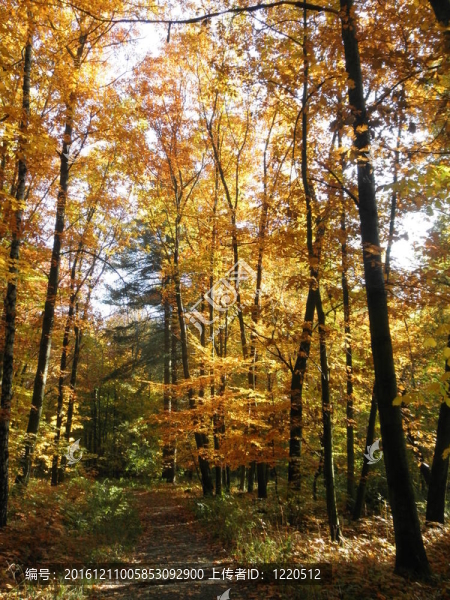 秋天forest-4