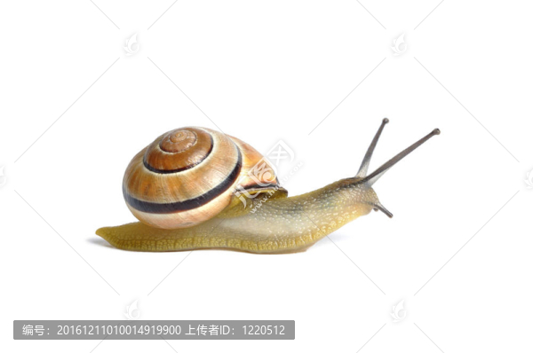 蝸牛